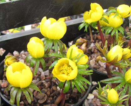 Eranthis cilicica 